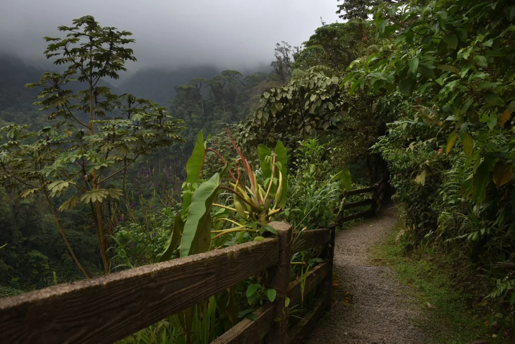 Bujna roślinność i las deszczowy