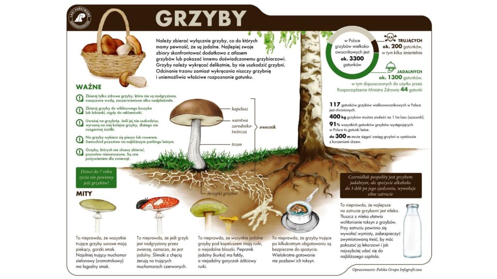 Grzybobranie poradnik 2024