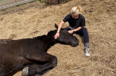 Policja w Oświęcimiu i inspektorzy OTOZ Animals uratowali konia z tragicznych warunków – właścicielowi grozi więzienie.