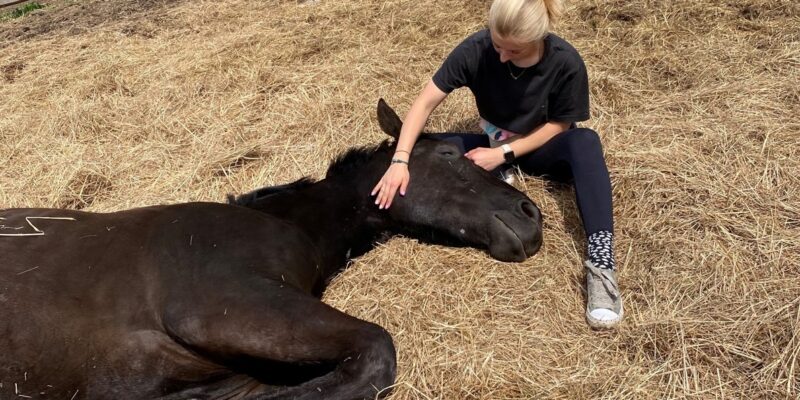 Policja w Oświęcimiu i inspektorzy OTOZ Animals uratowali konia z tragicznych warunków – właścicielowi grozi więzienie.