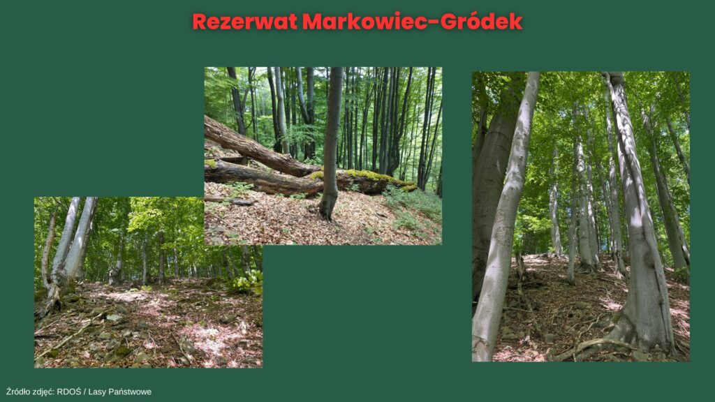 Nowe rezerwaty przyrody w Małopolsce: Cisy w Wyskitnej, Góra Chełm, Kozie Żebro i Markowiec-Gródek