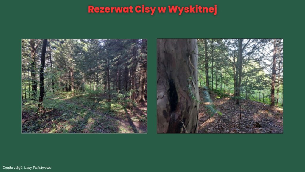 Nowe rezerwaty przyrody w Małopolsce: Cisy w Wyskitnej, Góra Chełm, Kozie Żebro i Markowiec-Gródek