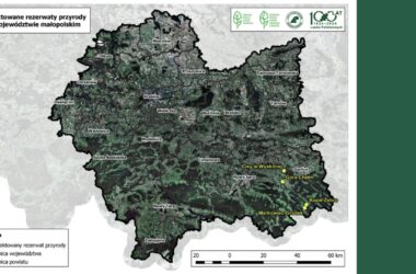 Nowe rezerwaty przyrody w Małopolsce: Cisy w Wyskitnej, Góra Chełm, Kozie Żebro i Markowiec-Gródek