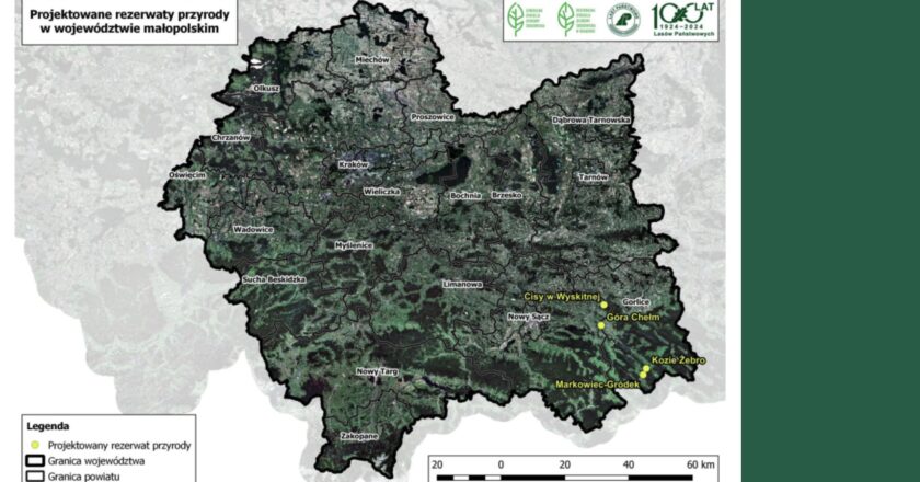 Nowe rezerwaty przyrody w Małopolsce: Cisy w Wyskitnej, Góra Chełm, Kozie Żebro i Markowiec-Gródek