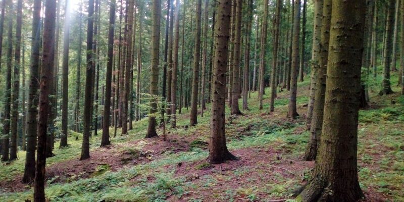 Szokujące odkrycie podczas grzybobrania w Gorzowie