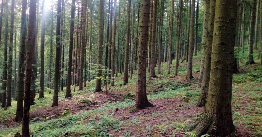 Szokujące odkrycie podczas grzybobrania w Gorzowie